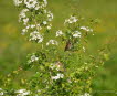 Rohrammer Emberiza schoeniclus