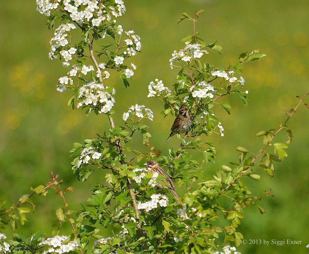 Rohrammer Emberiza schoeniclus