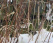 Rohrammer Emberiza schoeniclus