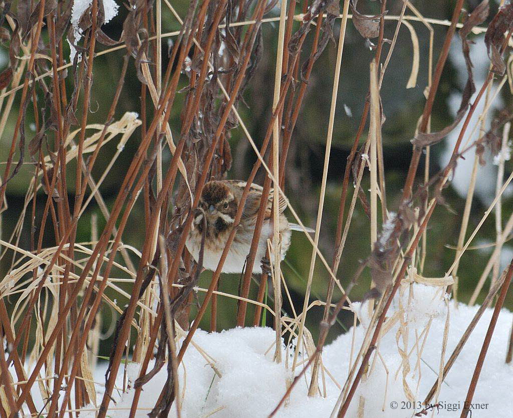 Rohrammer Emberiza schoeniclus