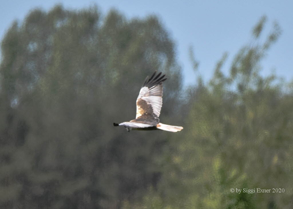 Rohrweihe Cirus aeruginosus