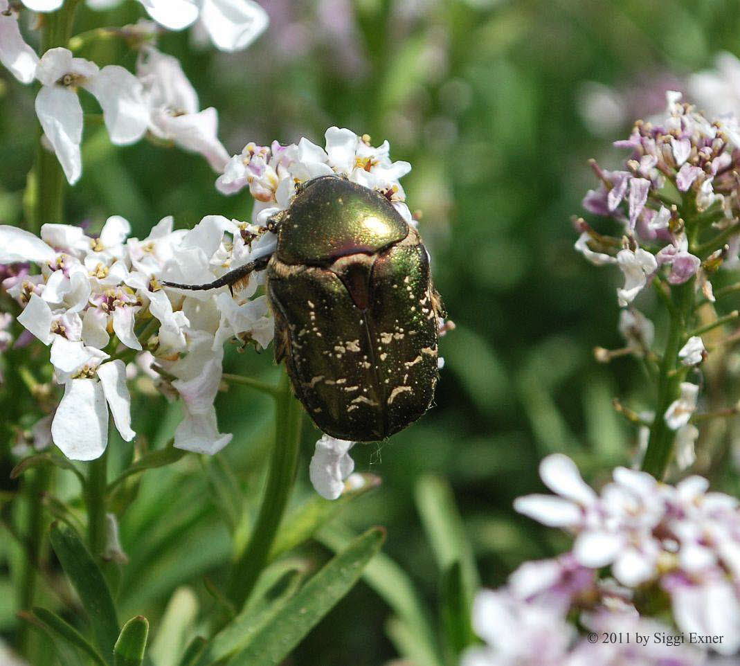 Kupfer-Rosenkfer Cetonia cuprea 