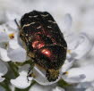 Cetonia aurata Gemeiner Rosenkfer