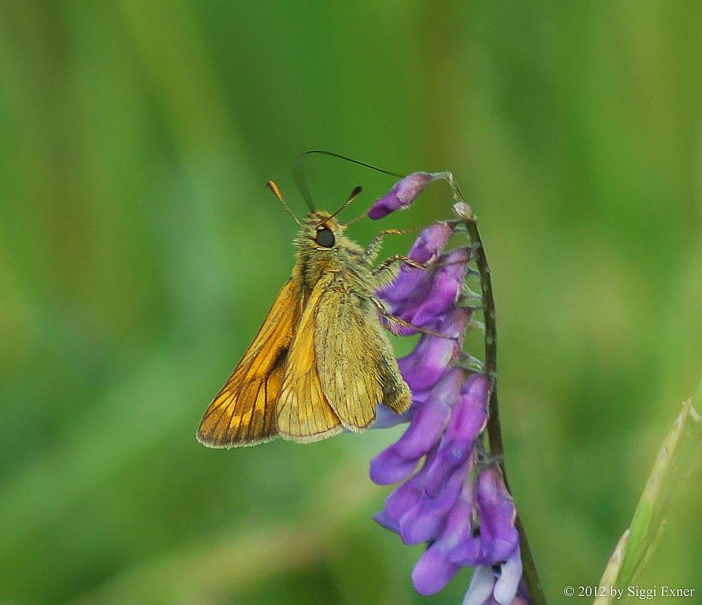 Rostfarbiger Dickkopffalter Ochlodes sylvanus