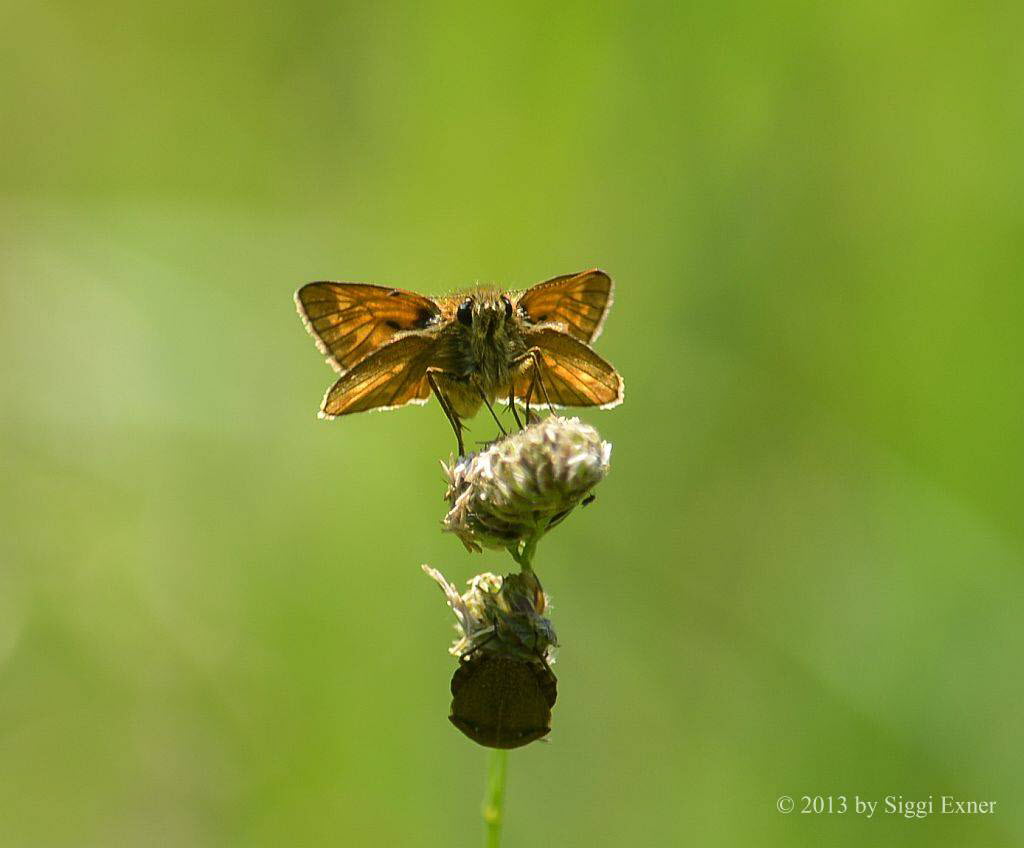 Rostfarbiger Dickkopffalter Ochlodes sylvanus