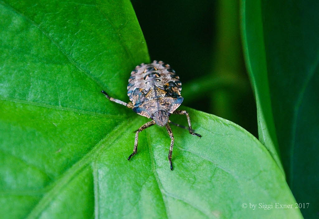 Rotbeinige Baumwanze Pentatoma rufipes