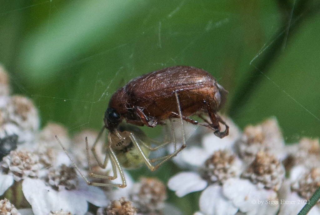 Serica brunnea Rotbrauner Laubkfer