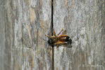 Rote Mauerbiene Osmia bicornis (rufa)