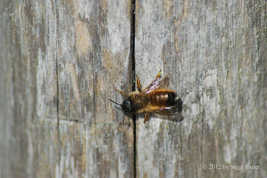 Rote Mauerbiene Osmia bicornis (rufa)
