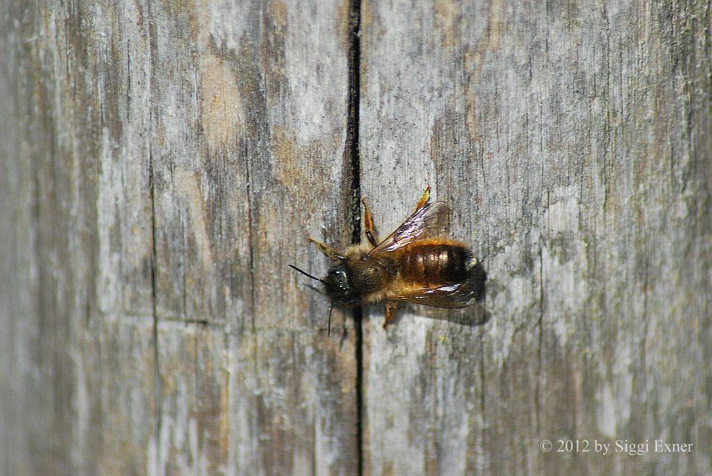 Rote Mauerbiene Osmia bicornis (rufa)