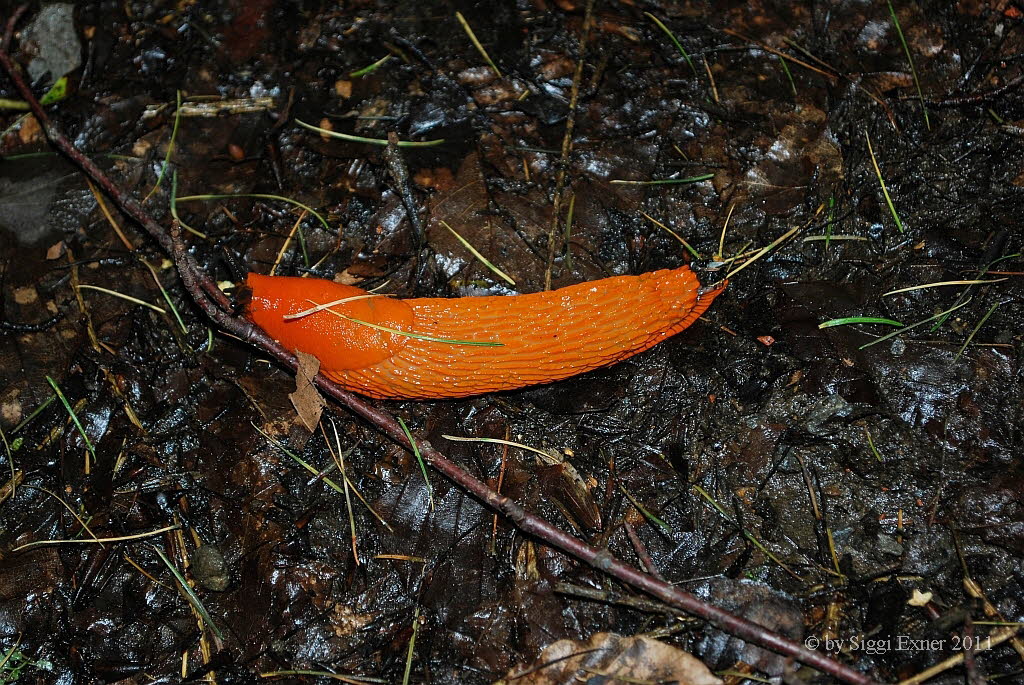 Rote Wegschnecke Arion ater rufus