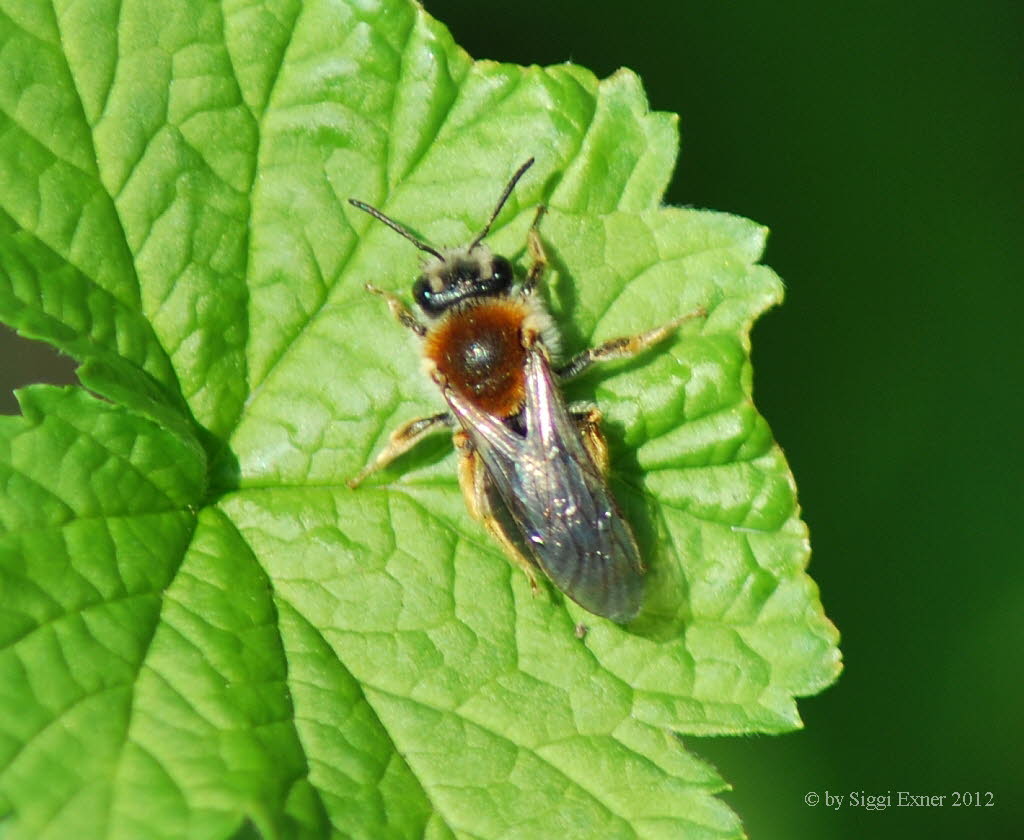 Andrena haemorrhoa Rotendige Sandbiene 