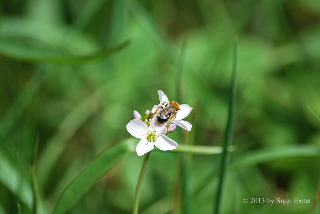 Andrena haemorrhoa Rotendige Sandbiene 
