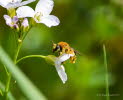 Andrena haemorrhoa  Rotendige Sandbiene