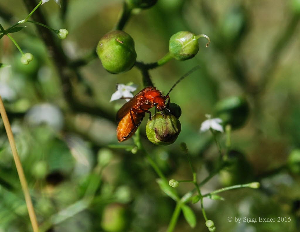 Rhagonycha fulva Roter Weichkfer