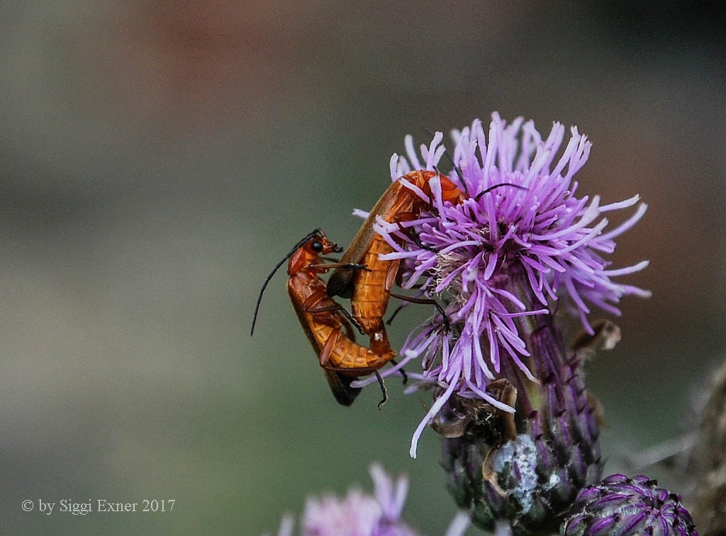 Rhagonycha fulva Roter Weichkfer