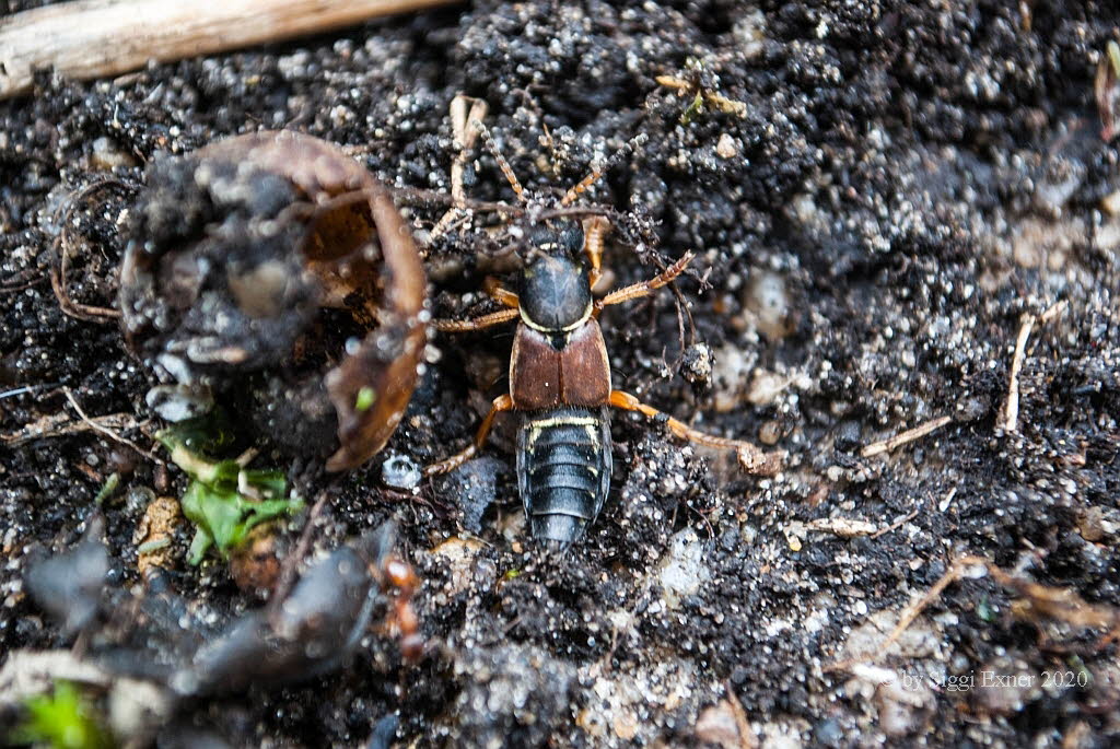 Staphylinus dimidiaticornis Rotflügeliger Moderkäfer 
