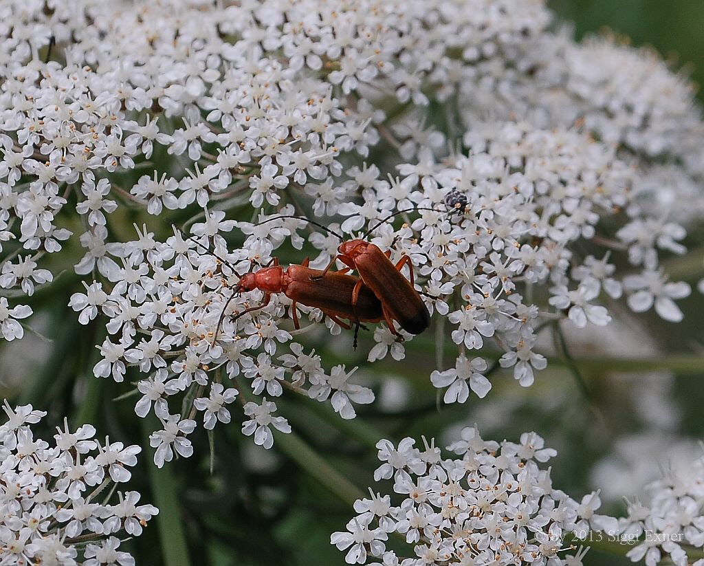 Rote Weichkfer Rhagonycha fulva