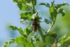 Rothalsbock  Stictoleptura rubra