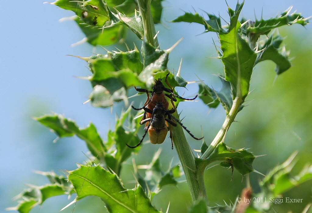 Rothalsbock  Stictoleptura rubra