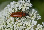 Rothalsbock  Stictoleptura rubra