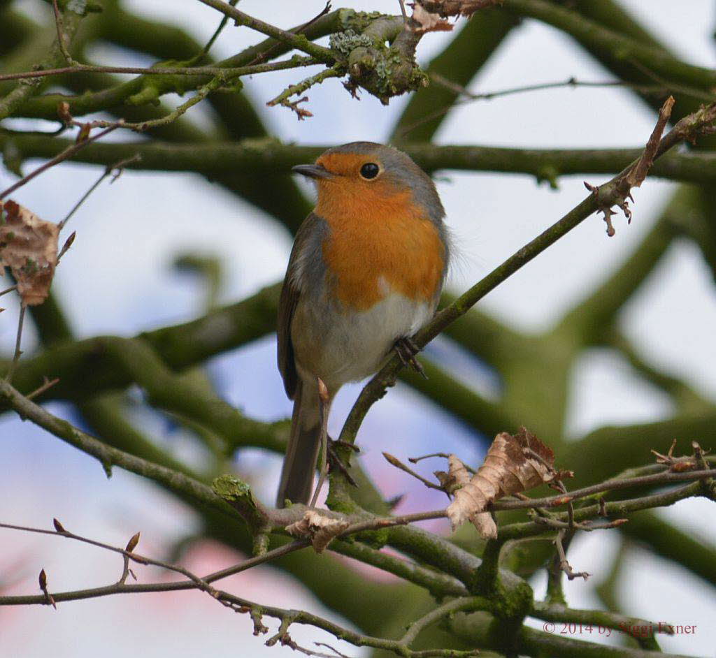 Rotkehlchen Erithacus rubecula