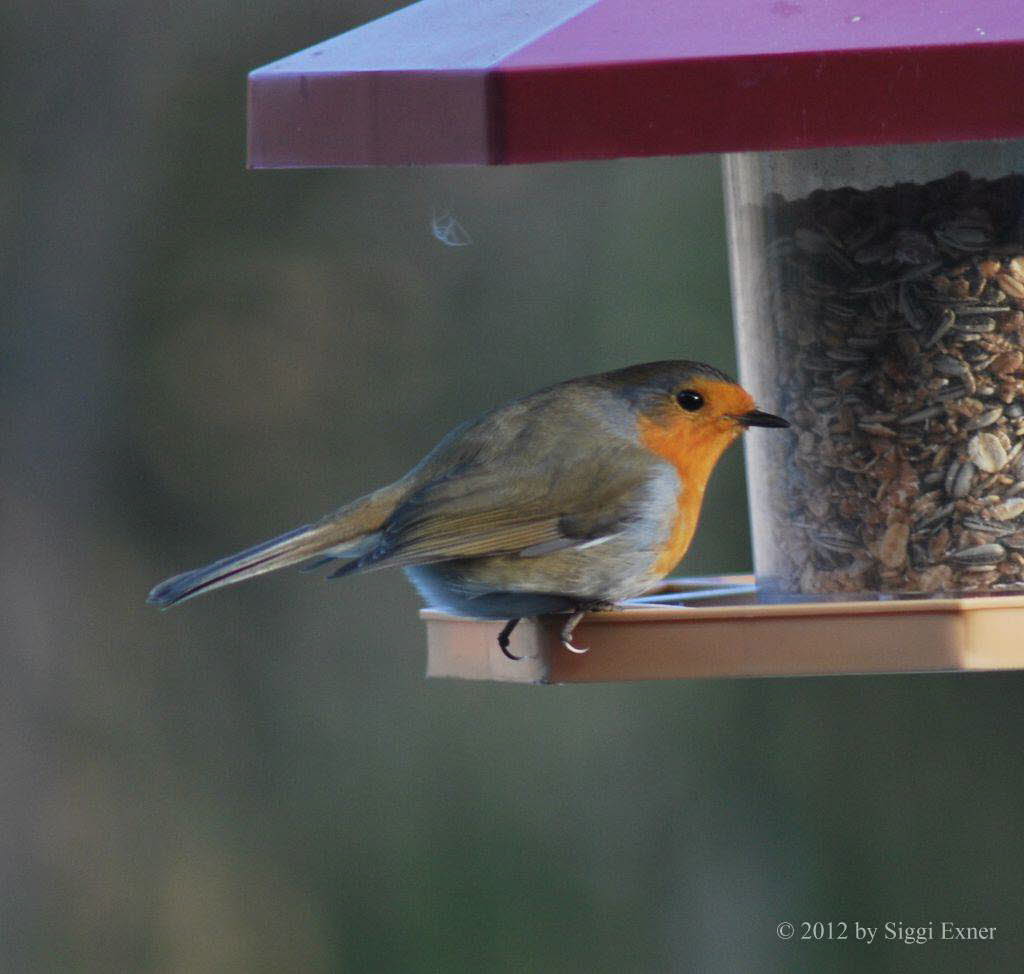 Rotkehlchen Erithacus rubecula