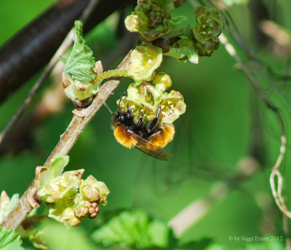 Andrena fulva Rotpelzige Sandbiene 