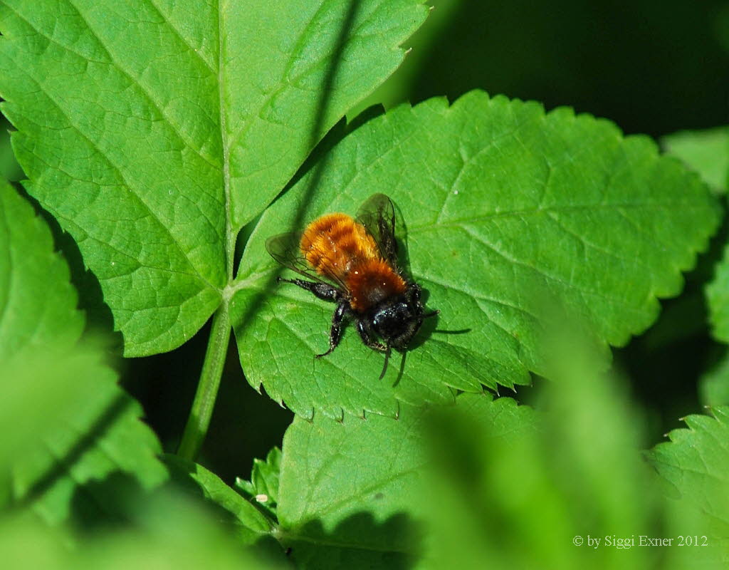 Andrena fulva Rotpelzige Sandbiene 