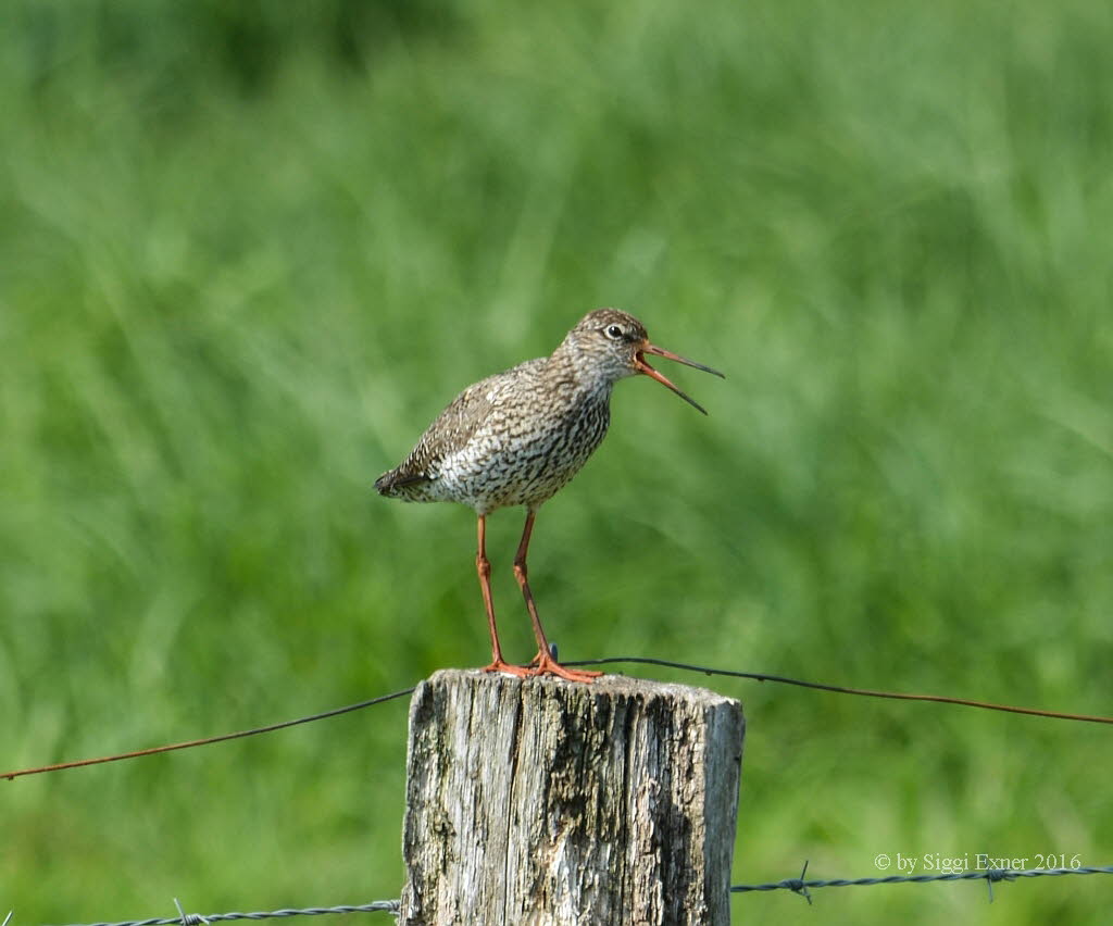 Rotschenkel Tringa totanus