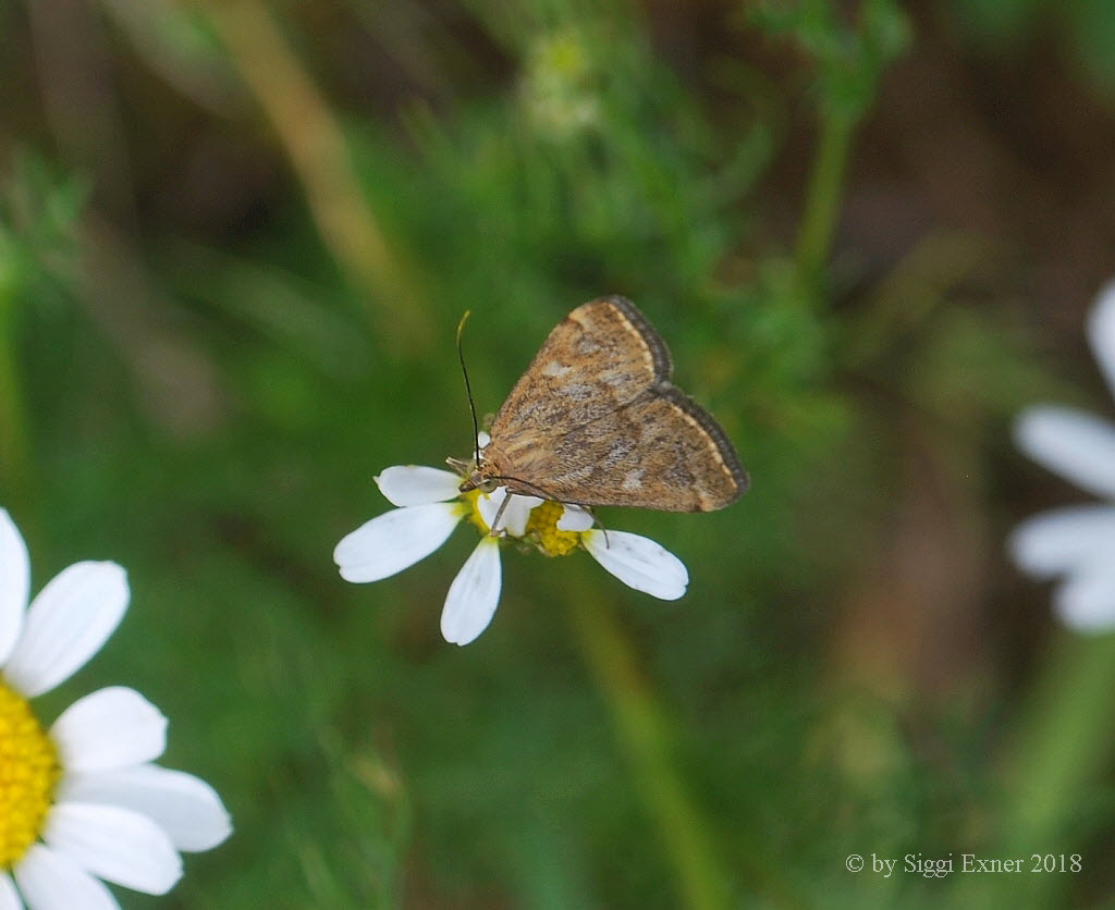 Loxostege sticticalis Rbenznsler