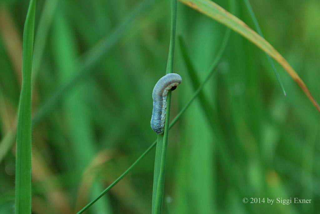 Rbsenblattwespe Athalia sp.