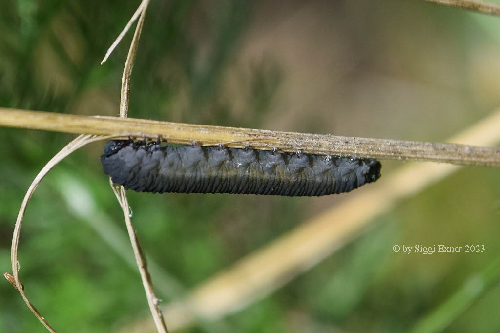 Athalia rosae Rbsenblattwespe