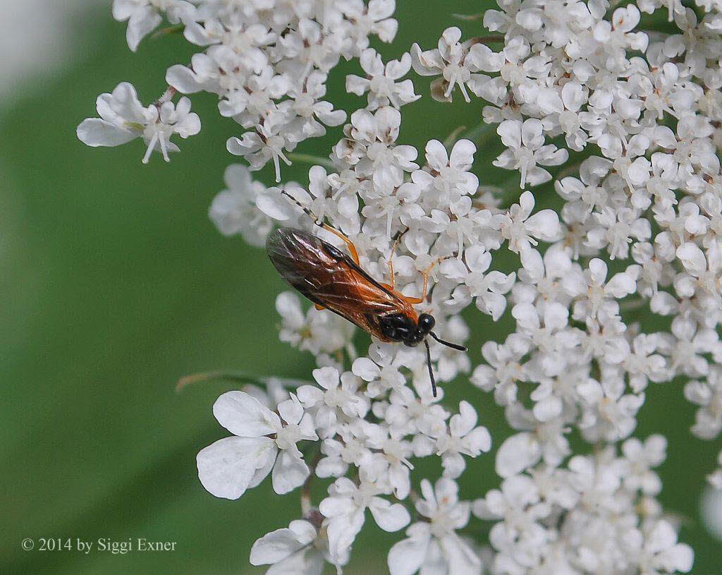 Rbsenblattwespe Athalia cordata