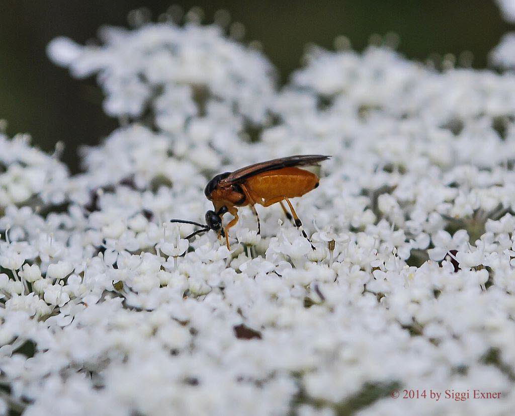 Rbsenblattwespe Athalia cordata