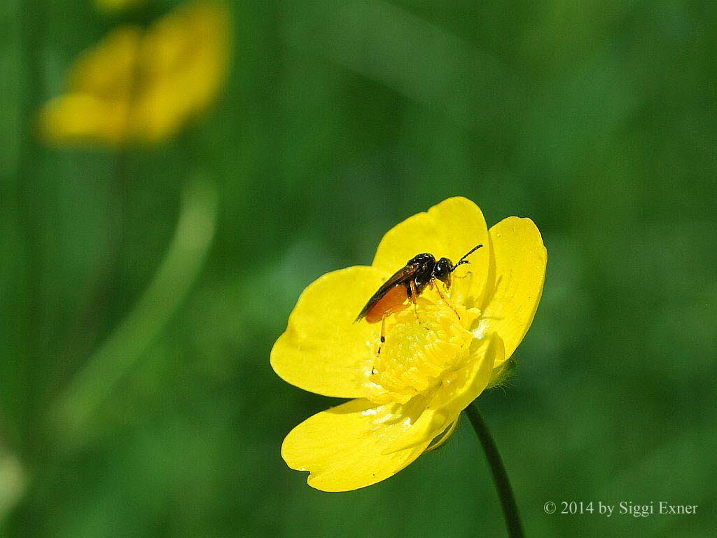 Rbsenblattwespe Athalia sp.