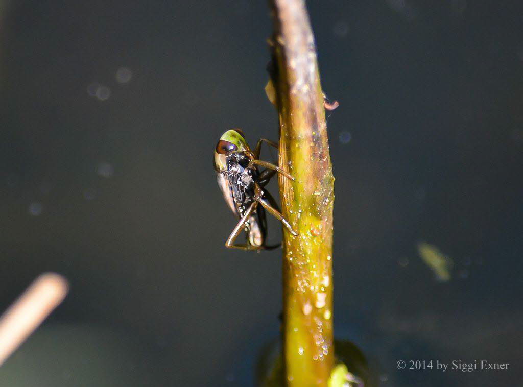 Gemeiner Rckenschwimmer Notonecta glauca