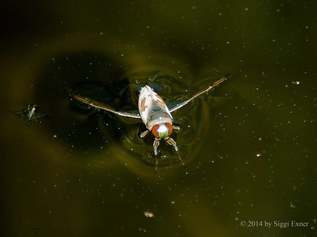 Gemeiner Rckenschwimmer Notonecta glauca