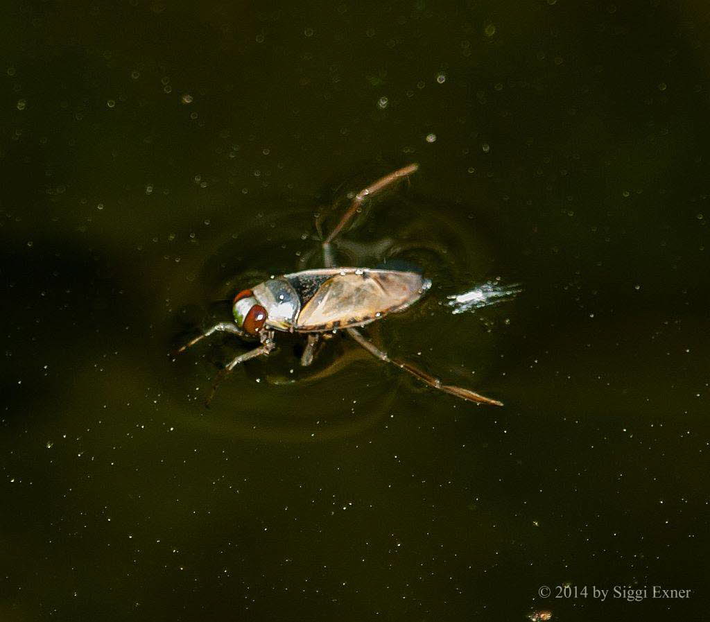 Gemeiner Rckenschwimmer Notonecta glauca