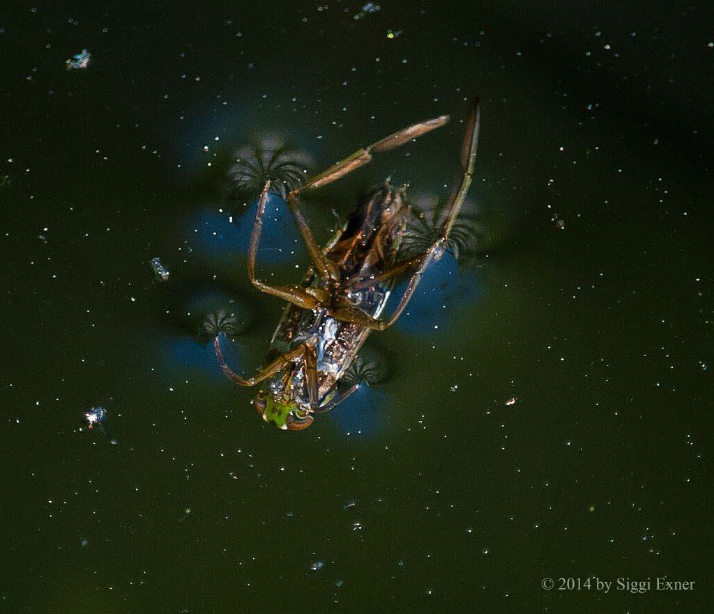 Gemeiner Rckenschwimmer Notonecta glauca