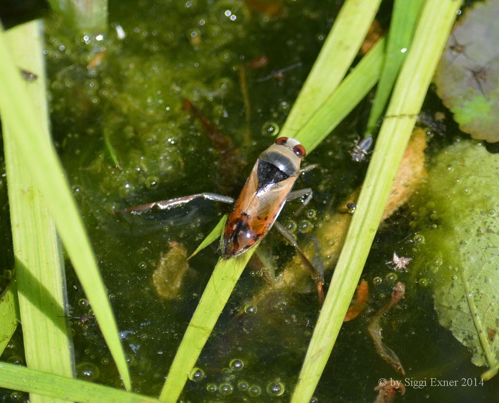 Gemeiner Rckenschwimmer Notonecta glauca