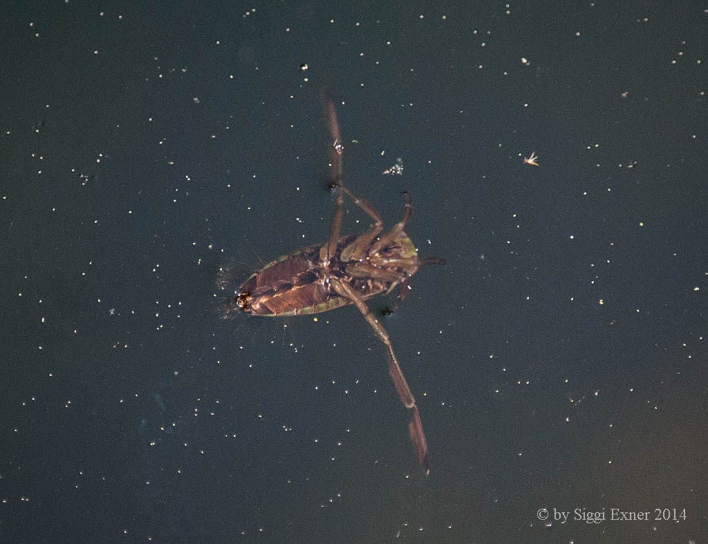 Gemeiner Rckenschwimmer Notonecta glauca