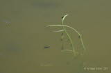 Rückenschwimmer Notonecta viridis