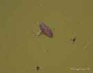 Rückenschwimmer Notonecta viridis