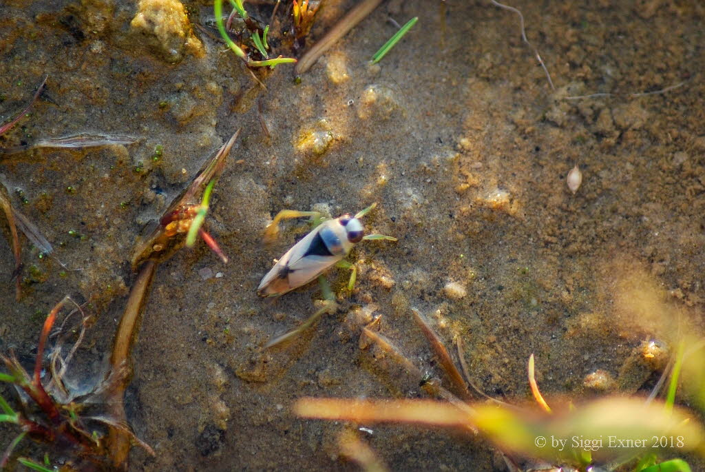 Rckenschwimmer Notonecta viridis