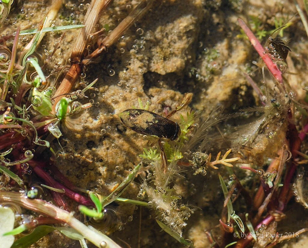 Ruderwanzen Corixa punctata