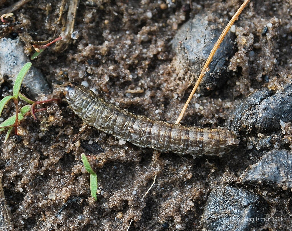 Saateule Agrotis segetum