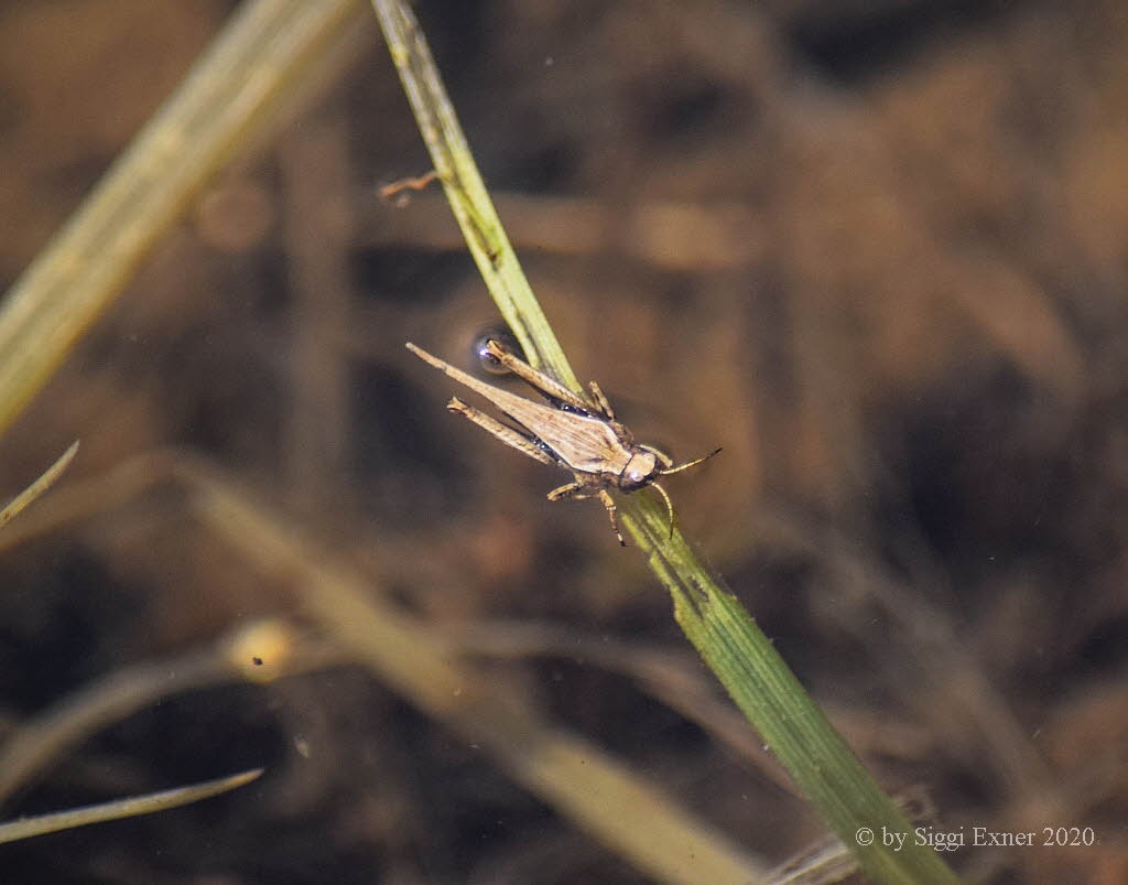 Sbel-Dornschrecke Tetrix subulata