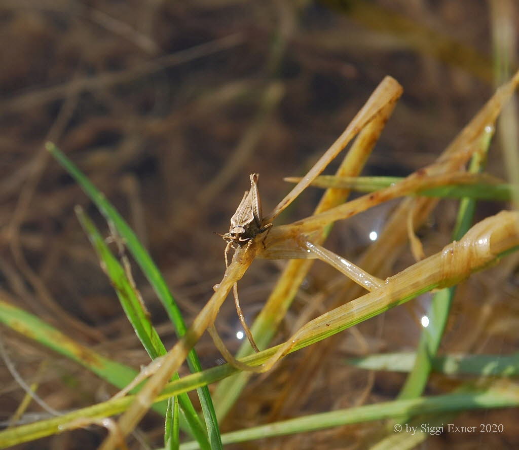 Sbel-Dornschrecke Tetrix subulata