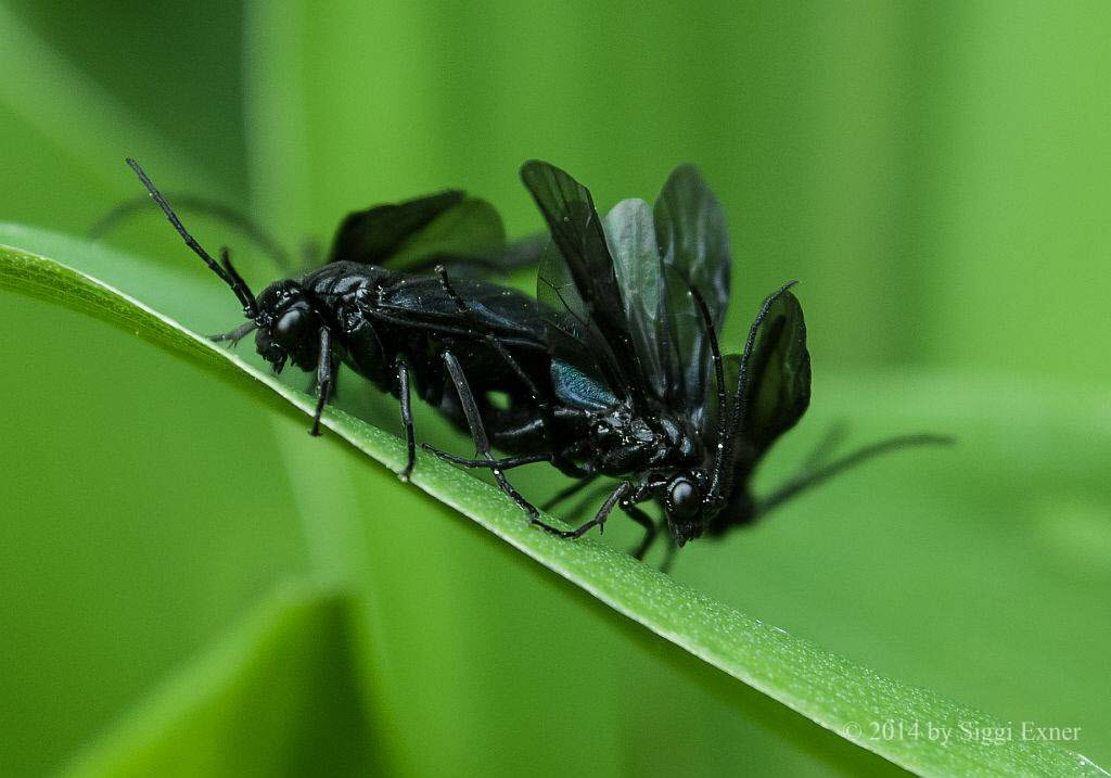 Salomonssiegel-Blattwespe Phymatocera aterrima 